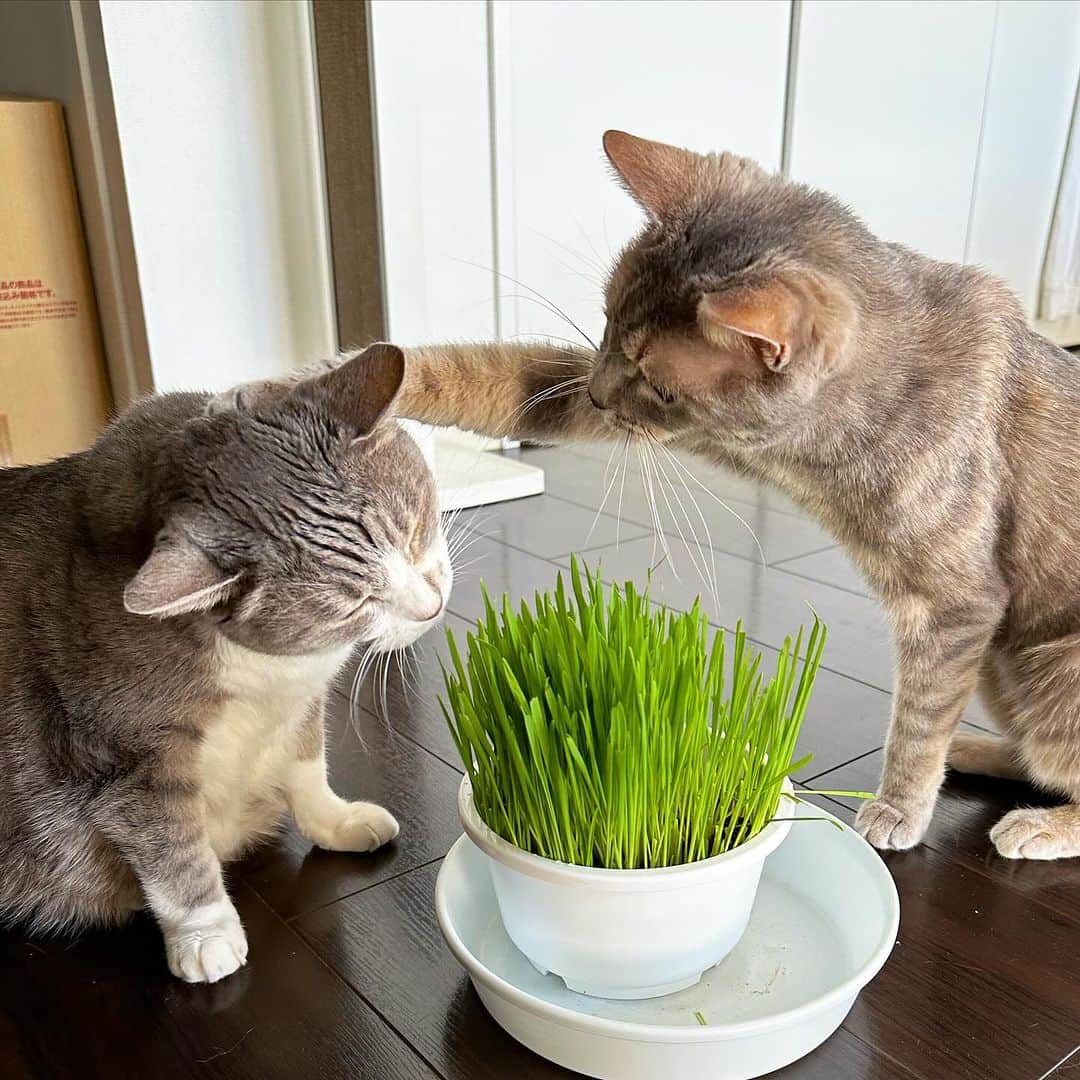 モアレ & クリエのインスタグラム：「猫草争奪戦🌱  #モアクリ #moacrie #ねこ #猫 #cat #catsagram #ねこすたぐらむ #にゃんすたぐらむ #猫のいる暮らし #ねこのいる生活」