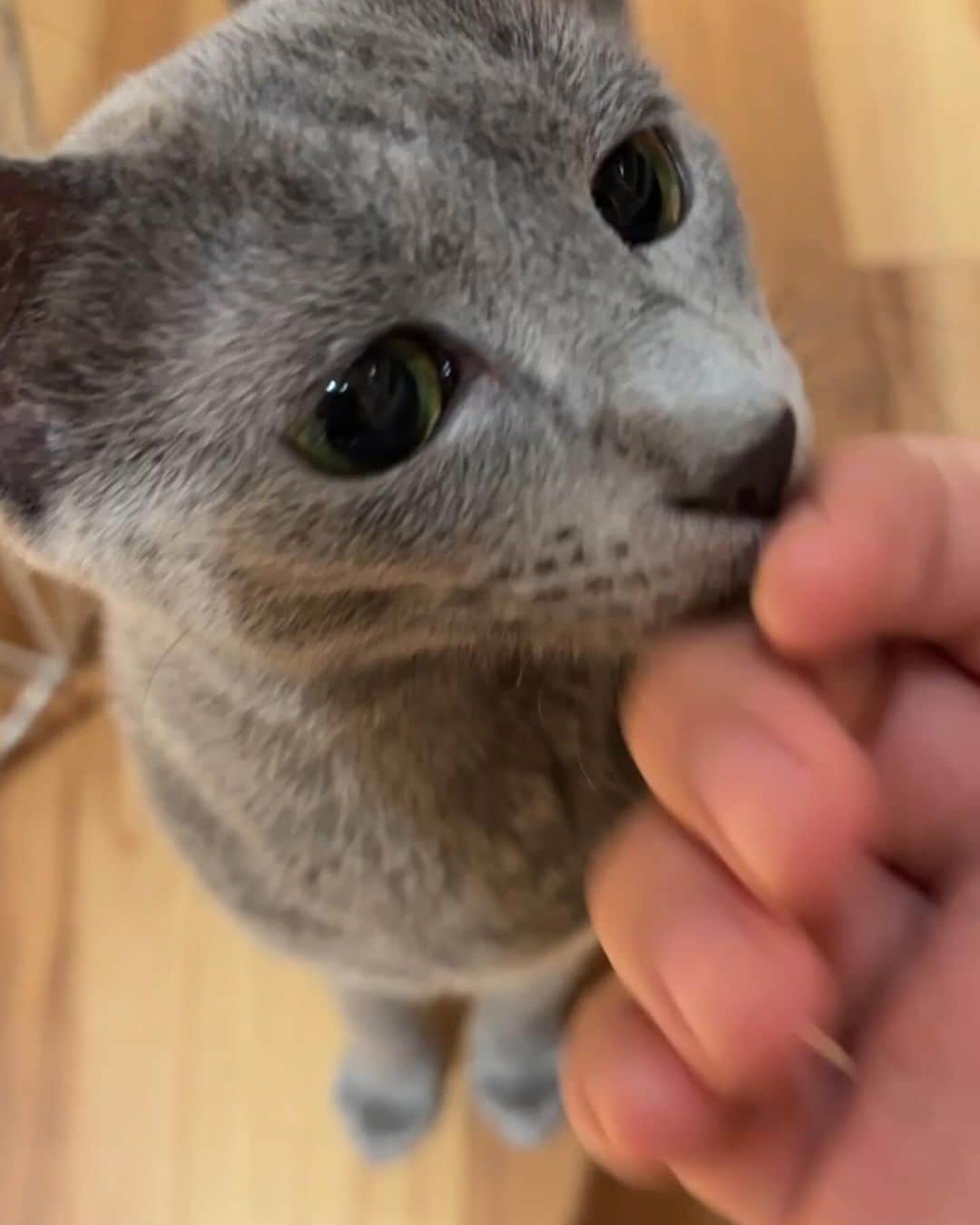 りゅうさんのインスタグラム写真 - (りゅうInstagram)「猫カフェに行ったんだけど…  みんなご飯食べてないの？  ってくらいがっつき凄くて  噛まれるし引っかかれるし血出るしで  最高でした🤤ﾆﾁｬｱ…」10月17日 13時35分 - vo_haku