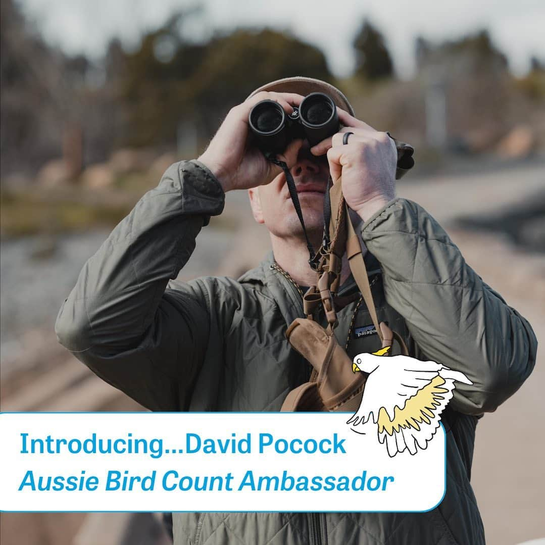 デビッド・ポーコックのインスタグラム：「We are thrilled to announce our second #AussieBirdCount ambassador... @davidpocock    You might recognise him as an independent senator for the ACT, or perhaps as his previous role as the Wallabies captain and Vice-Captain of the Brumbies!    Dave has a masters in Sustainable Agriculture, and we're really proud to have him on board for a second year as an ambassador for the Aussie Bird Count.   Dave's favourite bird is the Gang-gang Cockatoo, which is only fitting as they are the official bird of the ACT.   Join Dave in the Aussie Bird Count and help us make our 10th count the biggest and best yet!」