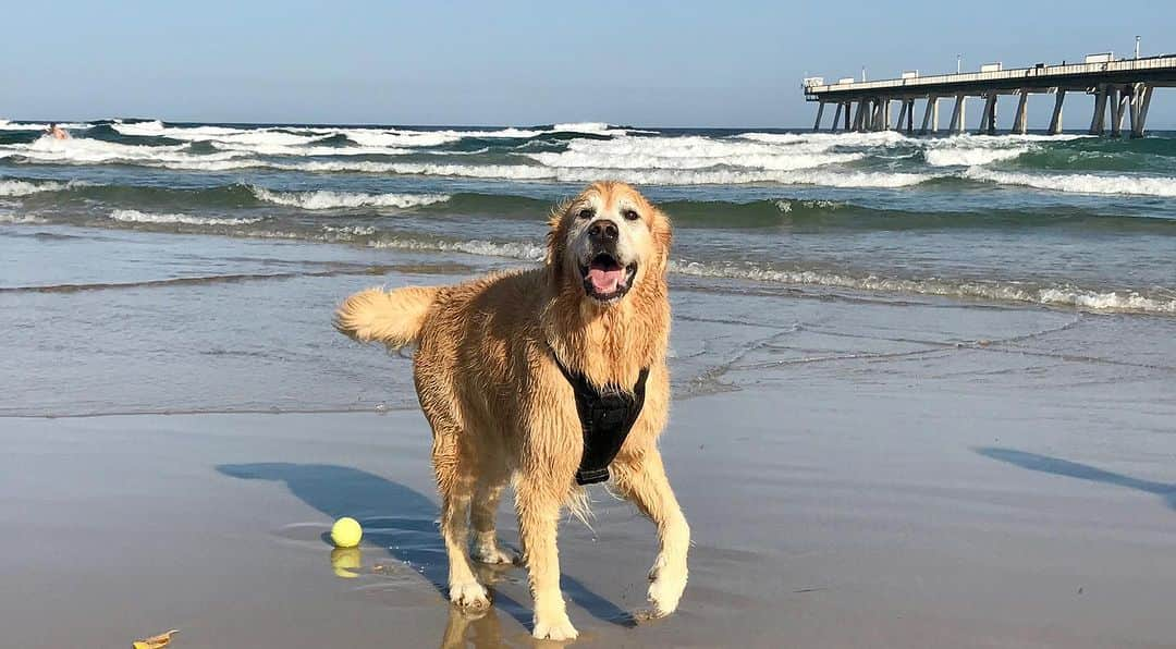 サリー・ピアソンさんのインスタグラム写真 - (サリー・ピアソンInstagram)「You were the goodest boy my Oscy. You were my first baby and my first ever dog. I loved you with all my heart. You will be missed by so many people. You greeted everyone with love and affection. There’s no more pain now boy. Rest in peace ❤️❤️」10月17日 14時45分 - sallypearson