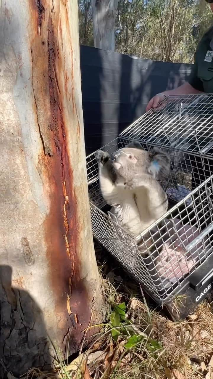 アラン・ディクソンのインスタグラム：「Come release a koala back into the wild with us.  #koala #queensland #currumbin #wildlife w/ @currumbinwildlifehospital」