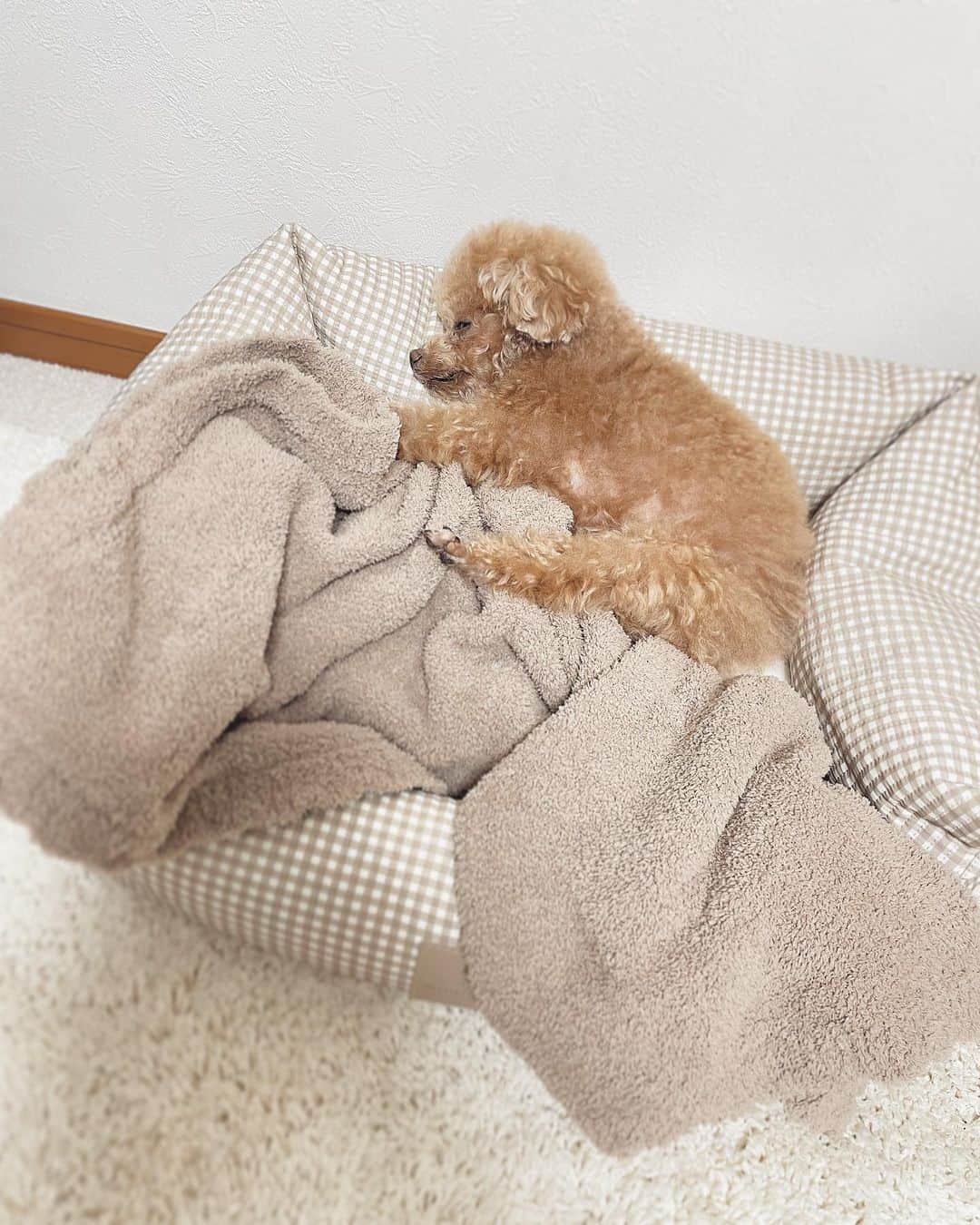 ふわのインスタグラム：「かわいい寝相…  先日のトリミング後のふわです。ふわはトリミング中もリラックスできるようにCBDオイルをぺろっとしてから行きます。 緊張しやすいワンコなどにもおすすめです。 @mont_fuwa   #toypoodle#toypoodlegram#dogsofinstagram#instadog#doglover#doglife#cutedog#dog#cbdforpets#fuwamama#ふわ#トイプードル#ふわもこ部#犬バカ部#親バカ部#犬のいる暮らし#いぬすたぐらむ#最強寝顔」