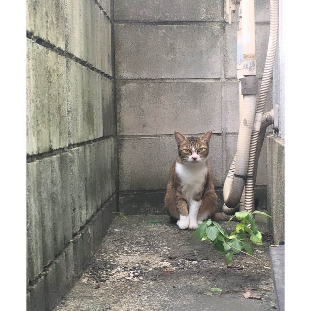 砂川一黄さんのインスタグラム写真 - (砂川一黄Instagram)「忙しさに追われて、気付けば2週間も経ってた  忙しくて忘れている時は良いけど、ふとした日常の中で、扉を開ける時向こうに居ないか気を付けて開けたり、椅子のキャスターを動かす時踏まないよう近くに居ないか確認してから動かしたり、そういう動作を無意識にやっちゃうんだけど、そこにもうあの子は居なくて、それに気付いて胸が苦しくなる  最後の半年間は元気な時もあったけど、全く食べない期間が増えて、徐々に弱ってガリガリに痩せ、毎日強制給餌をしたり投薬をしたり点滴を打ったり  元々野良猫として生きてきたから、延命をする事がこの子にとって望ましいのかどうなのか、たくさん悩んだ それでも一年前に死にかけた時、強制給餌や投薬で元気に戻ってくれたから、どうにかまた元気に戻って欲しいと希望を持って続けた 毎日の強制給餌は本当に苦しかったと思う それでも一度も怒らず嫌わず、側にいてくれた 本当に優しい子だった 一生懸命最後まで生きてくれた だからゆっくり休んで欲しいなと思う  ある時ベランダに突然現れて、声を掛けて、時間を掛けて、徐々に懐いてくれて、それからはずっと一緒だった これは運命だと思ったし、今でもそう思う 一緒に過ごしたのは2年間だったけど、自分にとっては人生で一番幸せな2年間だった 沢山の幸せをありがとう 貰った幸せな時間を糧に、こらからの日々を頑張ろうと思う」10月17日 16時03分 - sunagawa_cnr