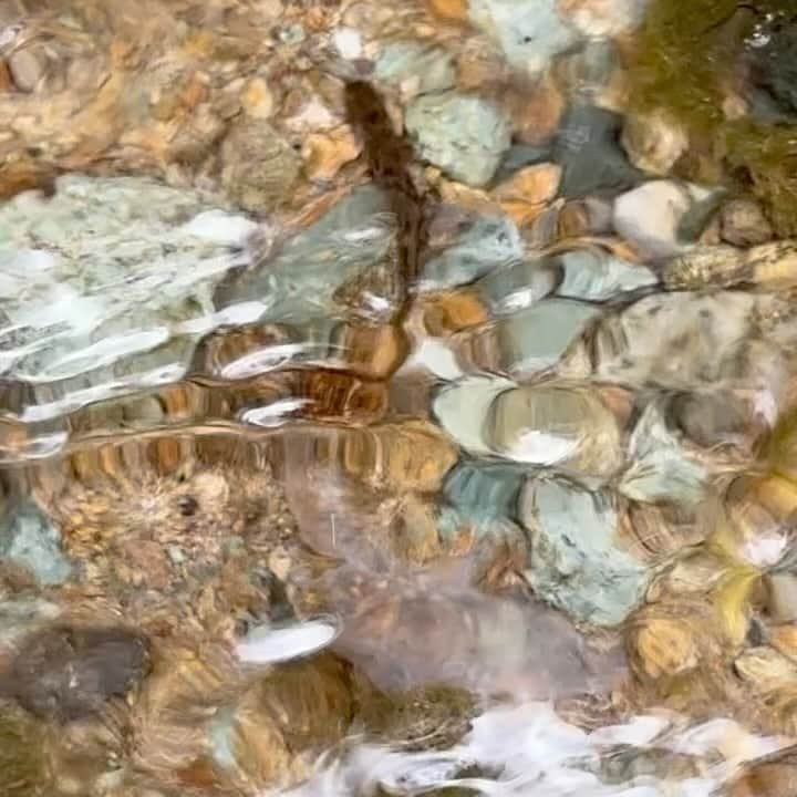 石田靖のインスタグラム：「山形テレビYTS やまがた百景〜名水名湯を行く 明日18日（水）19時から OA まだまだ山形の方々も知らない 絶景❗️よぉ〜さんあります👀  OAお楽しみ〜 #山形テレビ #やまがた百景 #名水名湯を行く #最上町 #堺田駅 #分水嶺 #赤倉温泉 #UNE #はけごバッグ #しゃくなげ荘 #明光寺の棚田 #かめや #サンターラーメン #花笠高原荘 #薬湯風呂 #御所の水公園  #サンショウウオの幼生  #そば処鶴子  #ソラシド #のだこころ  #石田靖 #一期一笑」