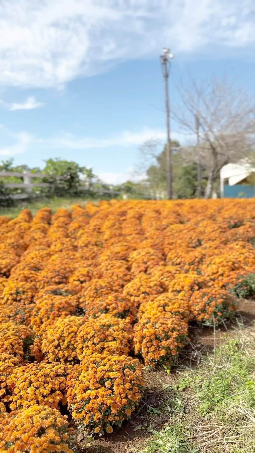 成田ゆめ牧場のインスタグラム：「開花中のお花🌼♡  現在、成田ゆめ牧場では2種類のお花畑が見頃を迎えております！  秋らしいオレンジの「マム（場所:エーカー広場）」と、 紫色の「センニチコウ（場所: 第1ゆめ牧場農園）」です🧡💜  牧場にお越しの際は、 可愛らしい2種類のお花を鑑賞して、 心癒されてくださいね☺️  開花は11月中旬ごろまでを予定しております。 ※天候等により変動あり  #成田ゆめ牧場 #千葉おでかけ #お花畑 #Naritadreamfarm #flowers」