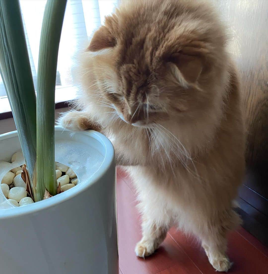 井上富美子のインスタグラム：「この鉢に水をやると 必ず見られる光景🌱‬ (石をイタズラしないようガードしてあります)  久しぶりに撮れました📸  この立ち姿が愛しすぎる🥺💕  #ねこ #猫 #可愛い #愛しい #癒し #もふもふ #スコティッシュフォールド #cat #catstagram」