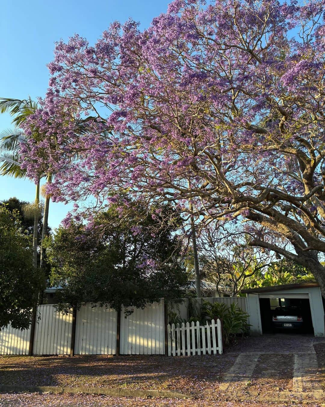 MANAのインスタグラム：「Jacaranda💜」