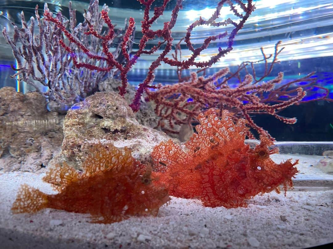 アクアパーク品川のインスタグラム：「仲よしツーショット🐠🐠✨  #ボロカサゴ #WeedyScorpionfish #ツーショット #生きもの #マクセルアクアパーク品川 #MaxellAquaParkShinagawa #アクアパーク #aquapark #アクアパーク品川 #aquaparkshinagawa #水族館 #aquarium #水族館デート #東京 #都内 #品川 #駅近 #東京観光 #屋内遊び場 #品川プリンスホテル #品プリ」