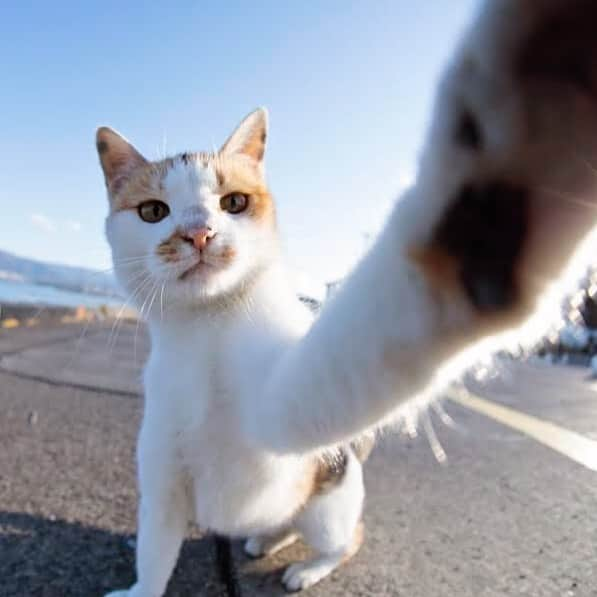 五十嵐健太さんのインスタグラム写真 - (五十嵐健太Instagram)「おはよう #猫」10月17日 17時50分 - tobineko_0