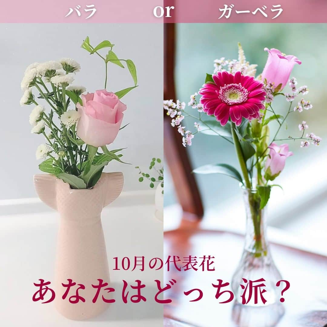 Bloomee LIFEのインスタグラム：「． ＼ あなたはどっち派ですか？ ／  10月の代表花 「バラ」 or 「ガーベラ」  ーーーーーーーーーーーーーーーー どちらがお好みですか？ コメントで教えてください✨ ーーーーーーーーーーーーーーーー  🌹バラ 四季咲きの見頃は 10月中旬～11月上旬頃です。  品種は数万種類あると言われ、 花色や咲き方は多種多様です！  🌼ガーベラ 開花時期は春と秋の2度◎ 咲き方、色数ともに豊富な バリエーションが魅力です。  ーーーーーーーーーーーーーーー  お花が届いたら『 #ブルーミー 』 をつけて投稿してみてください📸  ほかの投稿は @bloomee でチェック👀🌹  #bloomee #お花の定期便 #お花のサブスク #花部 #花写真 #花を楽しむ #花が好き #花好きな人と繋がりたい  #お花のある暮らし #花のある生活 #花のある生活が好き #花を飾る  #暮らしを楽しむ #丁寧な暮らし #豊かな暮らし #インテリアフラワー #フラワーインテリア #ナチュラルインテリア #インテリア #秋の花 #秋の花が好き #バラ #薔薇 #ガーベラ」