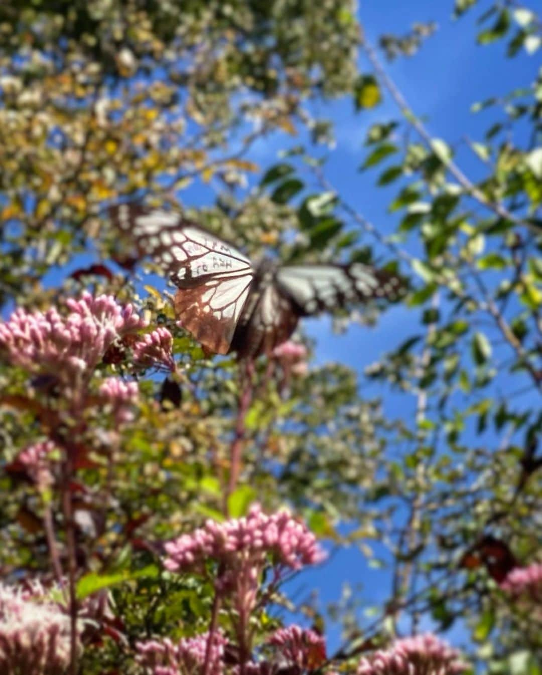 hama_aki_pppさんのインスタグラム写真 - (hama_aki_pppInstagram)「兵庫県神戸市#アサギマダラ  Hyogo Japan #chestnuttigerbutterfly   2023.10.02撮影  先日postしたココ、マーキングされた子も飛んでいました🦋 まだまだ謎が多く調査中の#渡り蝶 のためマーキングされた子を見つけた時は報告して欲しいとの事らしいですが、どこに報告すれば良いのやら💦 全く意識せず撮ったのでNo.もハッキリ映ってないし😅 て事で、とりあえずpostしました 最後動画いれました🎥 飛びまくるアサギマダラを見てください🦋🦋  #神社仏閣　 #飛来蝶  #旅する蝶 #butterfly  #おとな旅プレミアム  #こころから  #タビジェニ  #j_flower_shots  #sorakataphoto  #nature_shooters  #japanese_gardens  #otonatabi_japan  #amazing_shots_seasons  #amazing_shotsnature  #はなすたぐらむ  #フジバカマ  #zkg10 #loves_united_flora  #total_nature_japan  #migratingbutterflies  #cooljapan  #flower_igers  #ig_flowers  #japanesetemple #iphonephotography  #iphoneonly  #iphonephotographer」10月17日 17時59分 - hama_aki_ppp