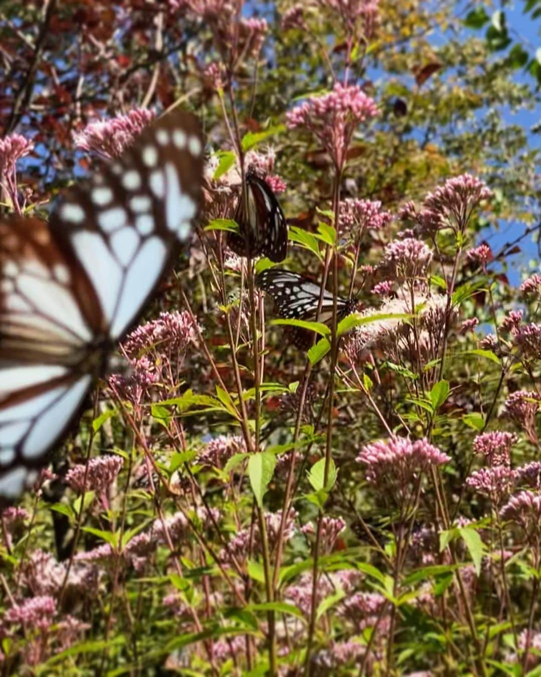 hama_aki_pppさんのインスタグラム写真 - (hama_aki_pppInstagram)「兵庫県神戸市#アサギマダラ  Hyogo Japan #chestnuttigerbutterfly   2023.10.02撮影  先日postしたココ、マーキングされた子も飛んでいました🦋 まだまだ謎が多く調査中の#渡り蝶 のためマーキングされた子を見つけた時は報告して欲しいとの事らしいですが、どこに報告すれば良いのやら💦 全く意識せず撮ったのでNo.もハッキリ映ってないし😅 て事で、とりあえずpostしました 最後動画いれました🎥 飛びまくるアサギマダラを見てください🦋🦋  #神社仏閣　 #飛来蝶  #旅する蝶 #butterfly  #おとな旅プレミアム  #こころから  #タビジェニ  #j_flower_shots  #sorakataphoto  #nature_shooters  #japanese_gardens  #otonatabi_japan  #amazing_shots_seasons  #amazing_shotsnature  #はなすたぐらむ  #フジバカマ  #zkg10 #loves_united_flora  #total_nature_japan  #migratingbutterflies  #cooljapan  #flower_igers  #ig_flowers  #japanesetemple #iphonephotography  #iphoneonly  #iphonephotographer」10月17日 17時59分 - hama_aki_ppp