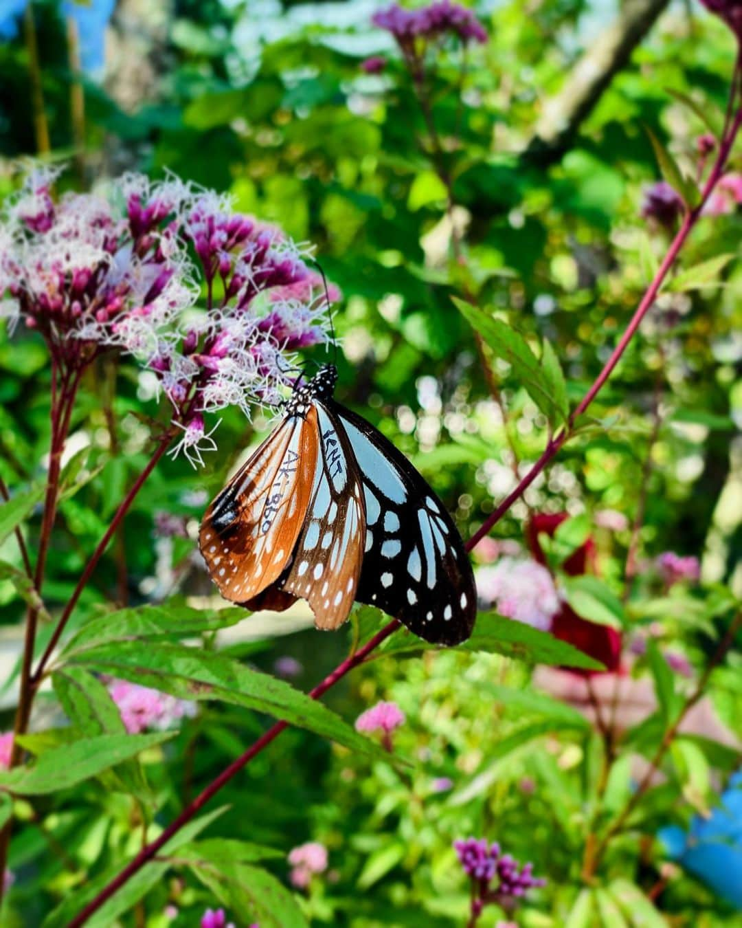 hama_aki_pppさんのインスタグラム写真 - (hama_aki_pppInstagram)「兵庫県神戸市#アサギマダラ  Hyogo Japan #chestnuttigerbutterfly   2023.10.02撮影  先日postしたココ、マーキングされた子も飛んでいました🦋 まだまだ謎が多く調査中の#渡り蝶 のためマーキングされた子を見つけた時は報告して欲しいとの事らしいですが、どこに報告すれば良いのやら💦 全く意識せず撮ったのでNo.もハッキリ映ってないし😅 て事で、とりあえずpostしました 最後動画いれました🎥 飛びまくるアサギマダラを見てください🦋🦋  #神社仏閣　 #飛来蝶  #旅する蝶 #butterfly  #おとな旅プレミアム  #こころから  #タビジェニ  #j_flower_shots  #sorakataphoto  #nature_shooters  #japanese_gardens  #otonatabi_japan  #amazing_shots_seasons  #amazing_shotsnature  #はなすたぐらむ  #フジバカマ  #zkg10 #loves_united_flora  #total_nature_japan  #migratingbutterflies  #cooljapan  #flower_igers  #ig_flowers  #japanesetemple #iphonephotography  #iphoneonly  #iphonephotographer」10月17日 17時59分 - hama_aki_ppp