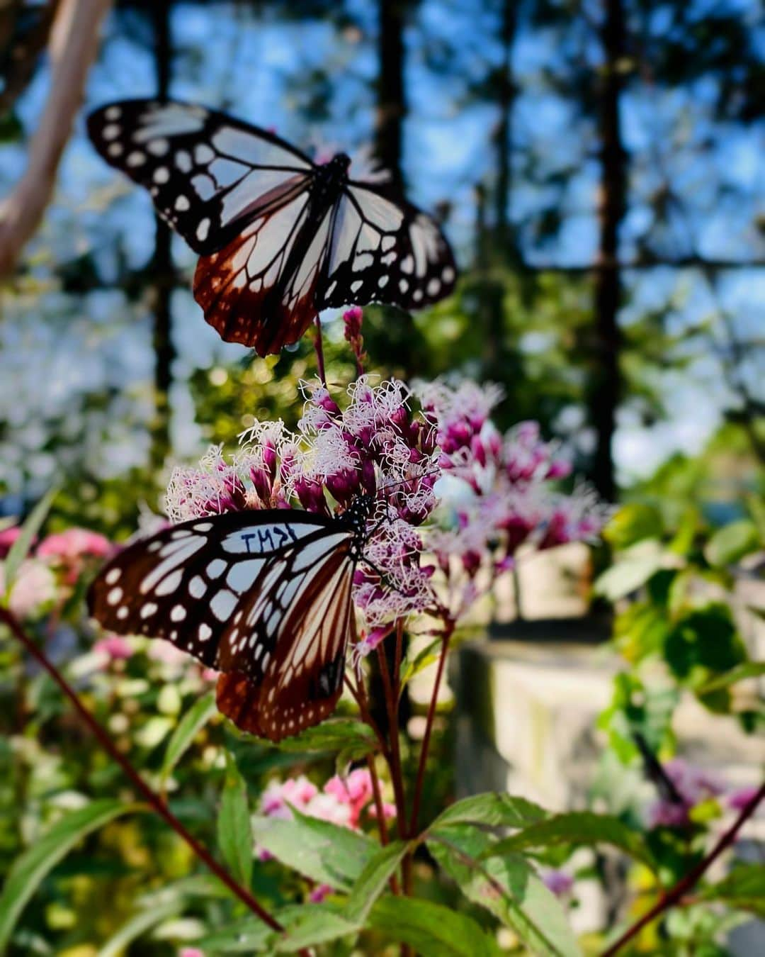 hama_aki_pppのインスタグラム：「兵庫県神戸市#アサギマダラ  Hyogo Japan #chestnuttigerbutterfly   2023.10.02撮影  先日postしたココ、マーキングされた子も飛んでいました🦋 まだまだ謎が多く調査中の#渡り蝶 のためマーキングされた子を見つけた時は報告して欲しいとの事らしいですが、どこに報告すれば良いのやら💦 全く意識せず撮ったのでNo.もハッキリ映ってないし😅 て事で、とりあえずpostしました 最後動画いれました🎥 飛びまくるアサギマダラを見てください🦋🦋  #神社仏閣　 #飛来蝶  #旅する蝶 #butterfly  #おとな旅プレミアム  #こころから  #タビジェニ  #j_flower_shots  #sorakataphoto  #nature_shooters  #japanese_gardens  #otonatabi_japan  #amazing_shots_seasons  #amazing_shotsnature  #はなすたぐらむ  #フジバカマ  #zkg10 #loves_united_flora  #total_nature_japan  #migratingbutterflies  #cooljapan  #flower_igers  #ig_flowers  #japanesetemple #iphonephotography  #iphoneonly  #iphonephotographer」