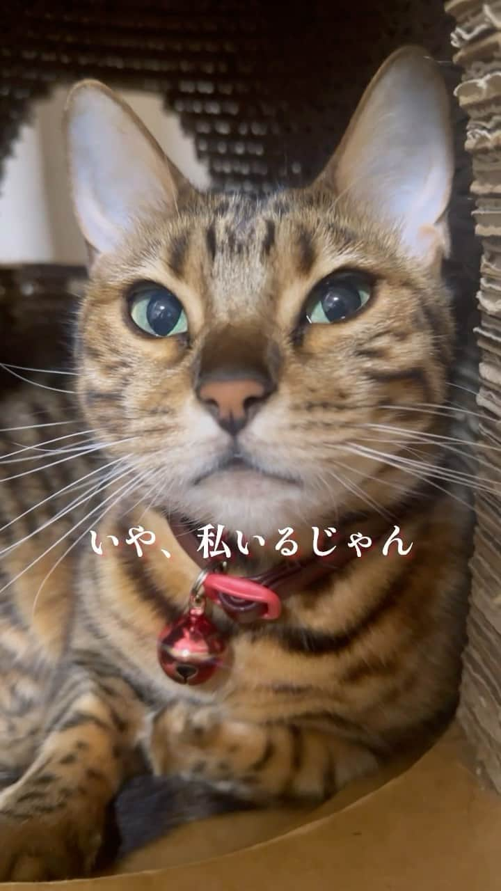 にゃんたまハウスのインスタグラム