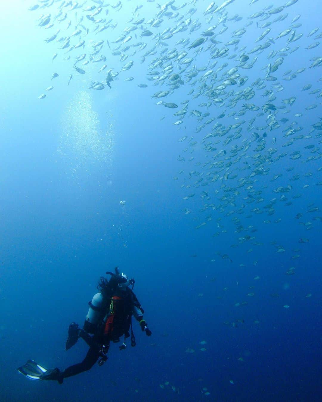 秋本帆華のインスタグラム：「. Under the sea🐟✨  今日はまったりダイブ♪ 魚群追いかけたり！ 魚群の中に入ってみたり！ 水温も丁度良くて気持ちよかった〜🤭  #スキューバダイビング #井田 #透明度15m #水温23度」