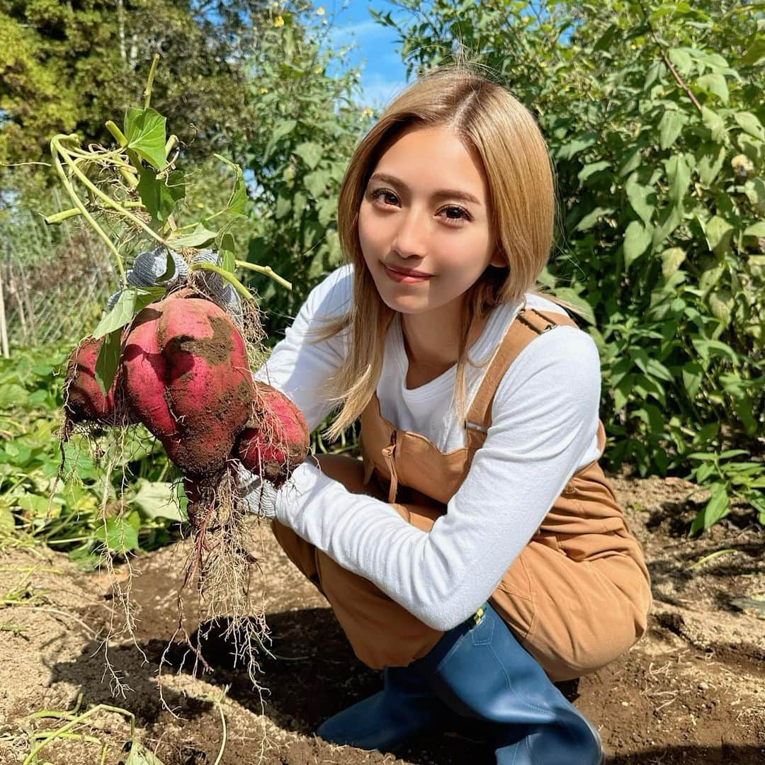 なーちゃんのインスタグラム：「・ お芋収穫したよ🍠 甘くて美味しかった😋💓 ・ ・ ・ #芋掘り #農作業 #農業女子 #農業 #畑 #芋」