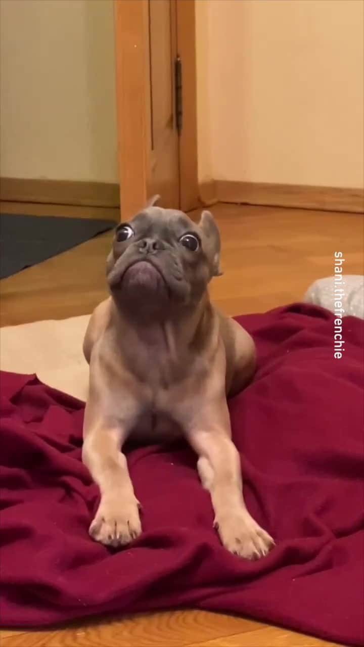 のインスタグラム：「mind has been blown 📹 @shani.thefrenchie - #frenchie  #dog」
