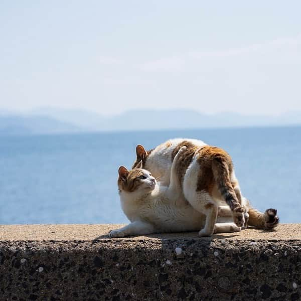 五十嵐健太のインスタグラム：「他人をまたいで歩いてはいけません！ #猫」