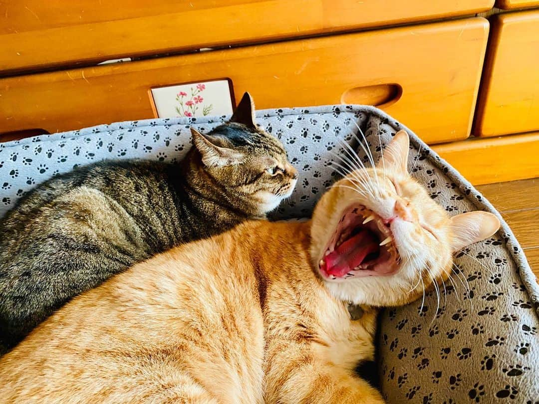 Kazumi-Gakumamaさんのインスタグラム写真 - (Kazumi-GakumamaInstagram)「お昼寝タイム➰🐈🐈‍⬛💤 *  平和に仲良くお昼寝してるのを確認後、立ち去ろうとしたらうまい具合に寅次朗のあくびを激写📷🥱 *  普段どんなに可愛いくても、あくびをする時はみんなブサイクになる事を実感www 🐾----*----*----*----🐾  Nap time➰🐈🐈‍⬛💤 * After confirming that they were taking a peaceful nap, I was about to leave when I caught a photo of Torajiro yawning📷🥱 * I realize that no matter how cute you are usually, everyone becomes ugly when they yawn lol😂 🐾----*----*----*----🐾 #猫 #ねこ #ネコ #cat #ニャンズ #リンリン #キジトラ #browntabby #ジャパニーズボブテイル #寅次朗 #茶トラ #まるどら #gingercat  #にゃんすたぐらむ #catoftheday #ふわもこ部 #ニャンフルエンサー  #pecotv #pecoねこ部 #Hermoso #Instagram #weeklyfluff  #petstagram #peace #今日のお昼寝 #あくび  #20231017」10月17日 19時25分 - shibainu.gaku