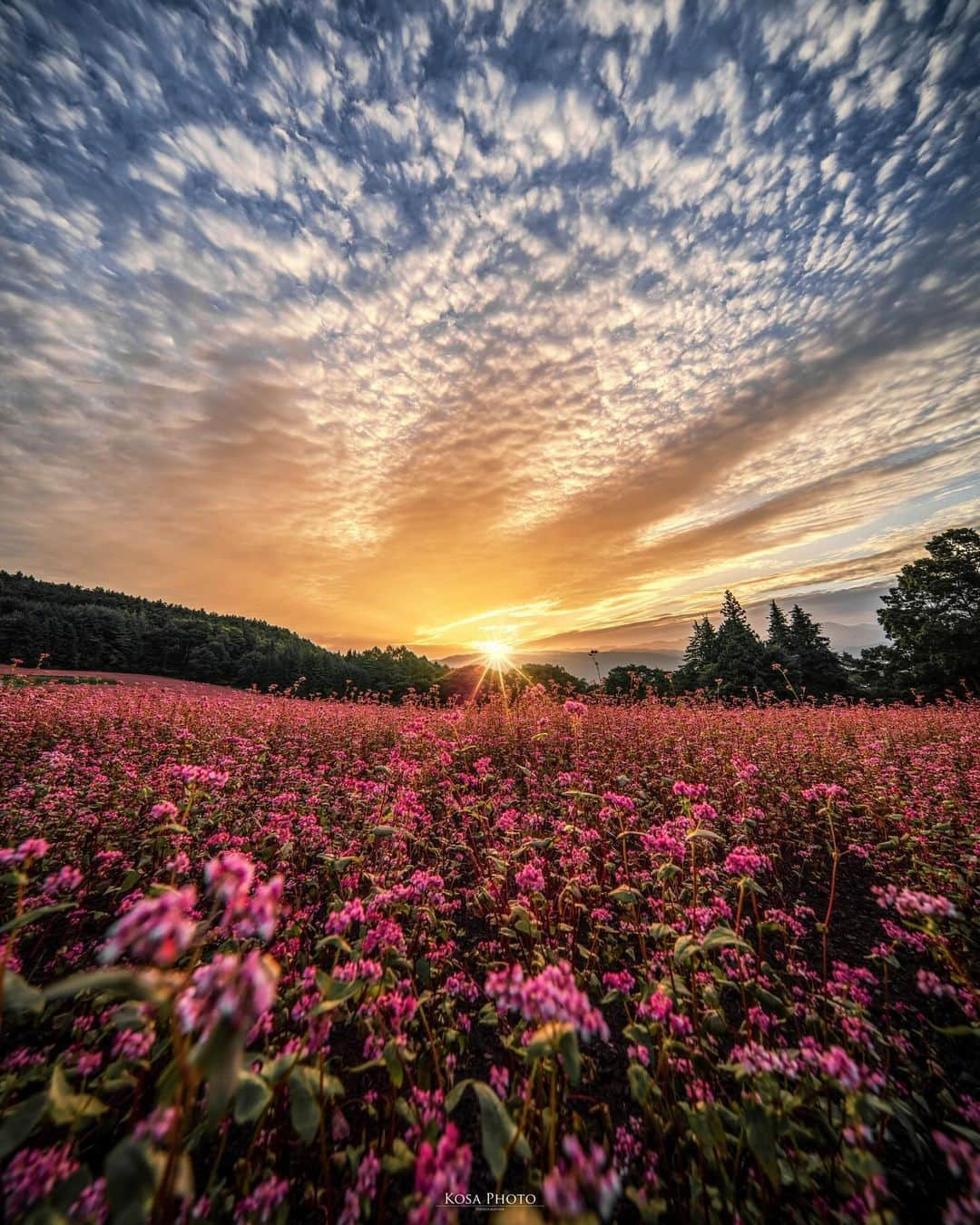 コサさんのインスタグラム写真 - (コサInstagram)「赤そばの朝焼け  初めて赤そばの花を見ました😍 来年もまた行く、そして赤そばを食べたい🤤 . Location:長野 Nagano/Japan🇯🇵 Date:2023年10月 Camera:Z9 / LAOWA 9mm F5.6 W-Dreamer . #tanddフォトコンテスト2023 #discover #nikoncreators #nikoncreators_2023morningandnight #Impressive_gallery #beautiful_photo_jpn #Japan_Daytime_View #japancityblues #NSG_IG #naganojapan #赤そば #赤そばの里 #高嶺ルビー #Rox_Captures #colore_de_saison #mf_landscape #m_v_shotz #bestjapanpics #Lovers_Nippon #laowa9mm #tokyocameraclub #art_of_japan_ #jgrv_member #japan_bestpic_ #photo_jpn #sorakataphoto #LBJ_KING #bestphoto_japan #広がり同盟メンバー #pixlib_jp」10月17日 19時30分 - kosa_photo