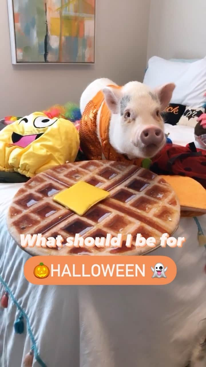 Hamletのインスタグラム：「🎃COMMENT BELOW👻  #HalloweenVibes #FallFestivities #AnimalAntics #CuteOverload #PetCostumeIdeas #DailyFluff #TrendingNow #BestOfInstagram #WatchThis #InstaShare #PetGoals #MustSee #DressUpTime #DoubleTap #HalloweenCountdown #InstaDaily #FOMO #ShareTheLove #PetsofIG #FallForAll #CostumeCraze #WeekendVibes #HalloweenReady #EngageWithMe #FeaturedFurryFriend #localclarksville #visitclarksvilletn #tennessee #petlover #piggylove」