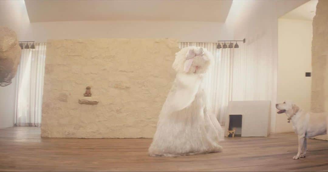 シーアのインスタグラム：「The “Gimme Love” video is out tomorrow 🥳 drop a 🎀 if you’re excited! - Team Sia  [image description: Sia in an all white outfit dancing alongside a yellow Labrador Retriever]」