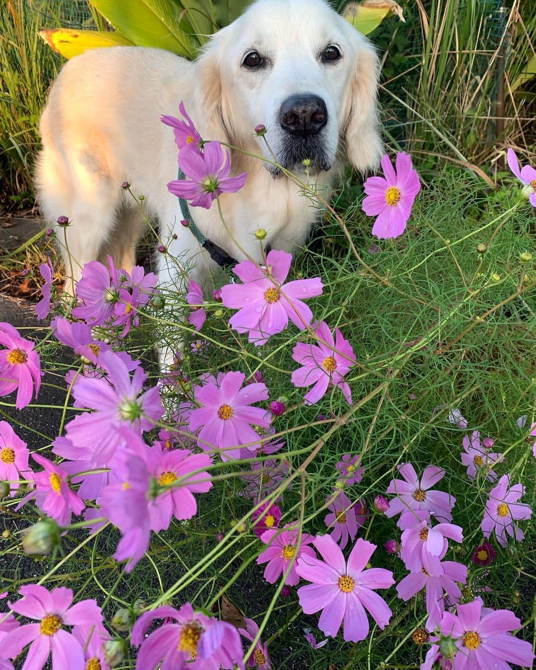 P太郎ママさんのインスタグラム写真 - (P太郎ママInstagram)「#花と犬 コスモスは、 か弱そうに見えて… じつは雑草並み。 とんでもなく頑丈でしぶとい。  そんな生き方したいな。」10月17日 21時38分 - ptarodada