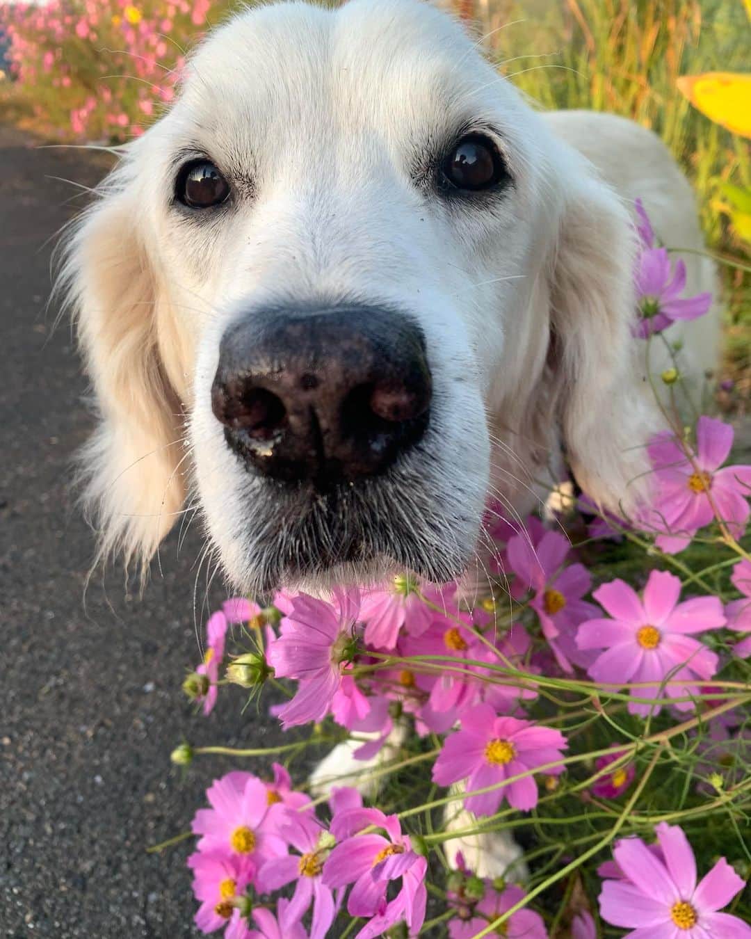 P太郎ママさんのインスタグラム写真 - (P太郎ママInstagram)「#花と犬 コスモスは、 か弱そうに見えて… じつは雑草並み。 とんでもなく頑丈でしぶとい。  そんな生き方したいな。」10月17日 21時38分 - ptarodada
