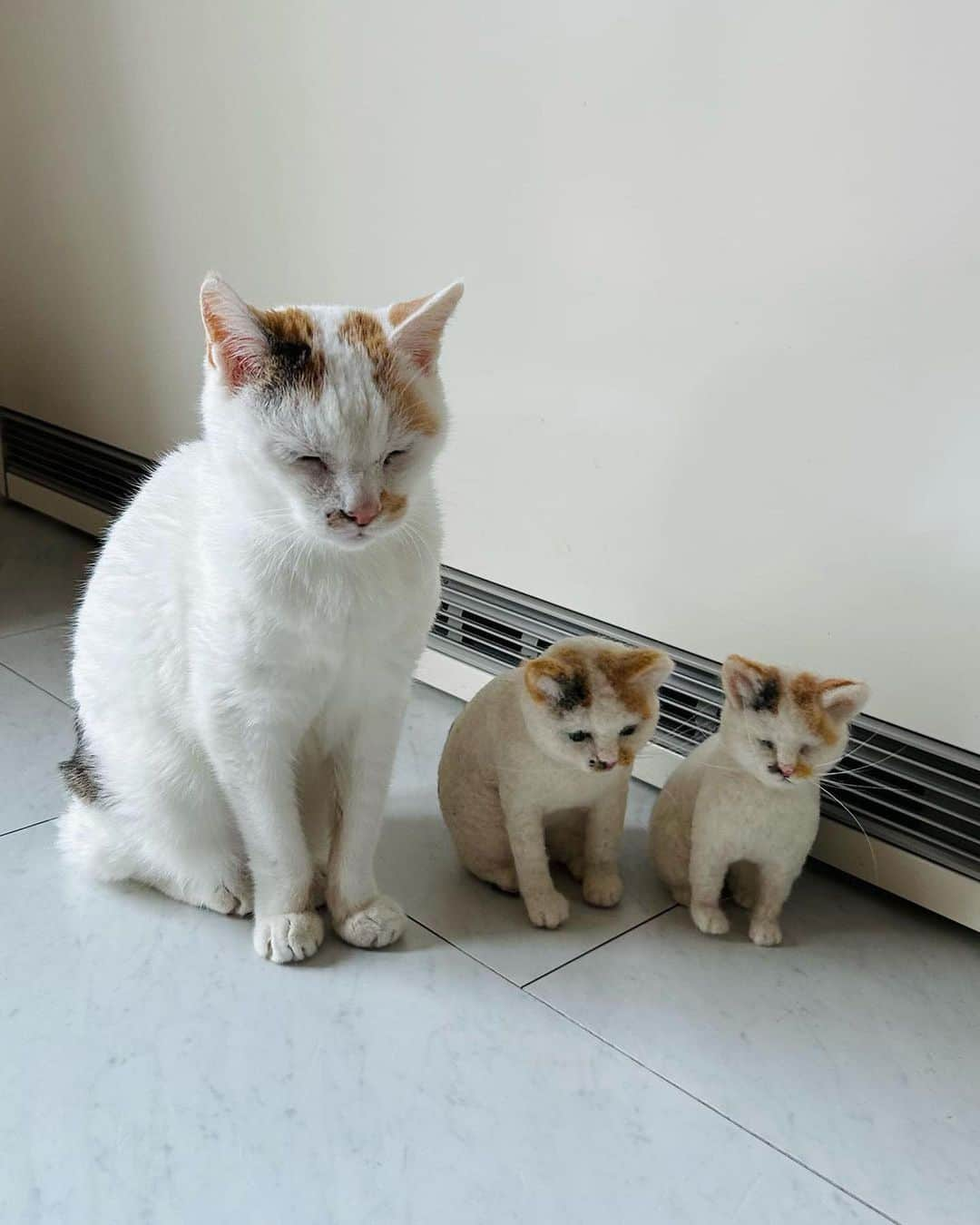 PECOねこ部のインスタグラム：「「朝晩が寒くなってきたね🥶 暖房はまだつけていないけど…みんなでぬくぬく💕」  ※ちっちゃい子たちは羊毛フェルトでできたミニマルちゃんズです♡ ㅤㅤ 今回素敵な動画を提供してくださったのは… @maruruna さん（マルちゃん（マル三姉妹）） 他にも素敵なお写真がたくさんあるので ぜひ遊びに行ってみてね♪ ㅤㅤ ㅤㅤ ㅤㅤ 〖 #pecoいぬ部（ #ペコねこ部 ） 〗をつけてご投稿いただくと PECOのSNSで楽しくご紹介させていただきます😋 フォロー&コメントお待ちしています✨ ㅤㅤ ㅤㅤ  ============================== @pecodogs（ @pecocats ）☚YouTubeでも可愛いワンコ（ニャンコ）紹介中🐶💕 ==============================  #犬のいる暮らし #犬部 #犬好きな人と繋がりたい #dogstagram #doglover #멍스타그램 #개스타그램  #羊毛フェルト #マル三姉妹 #寒い季節 #風ひかないようにね #温活」