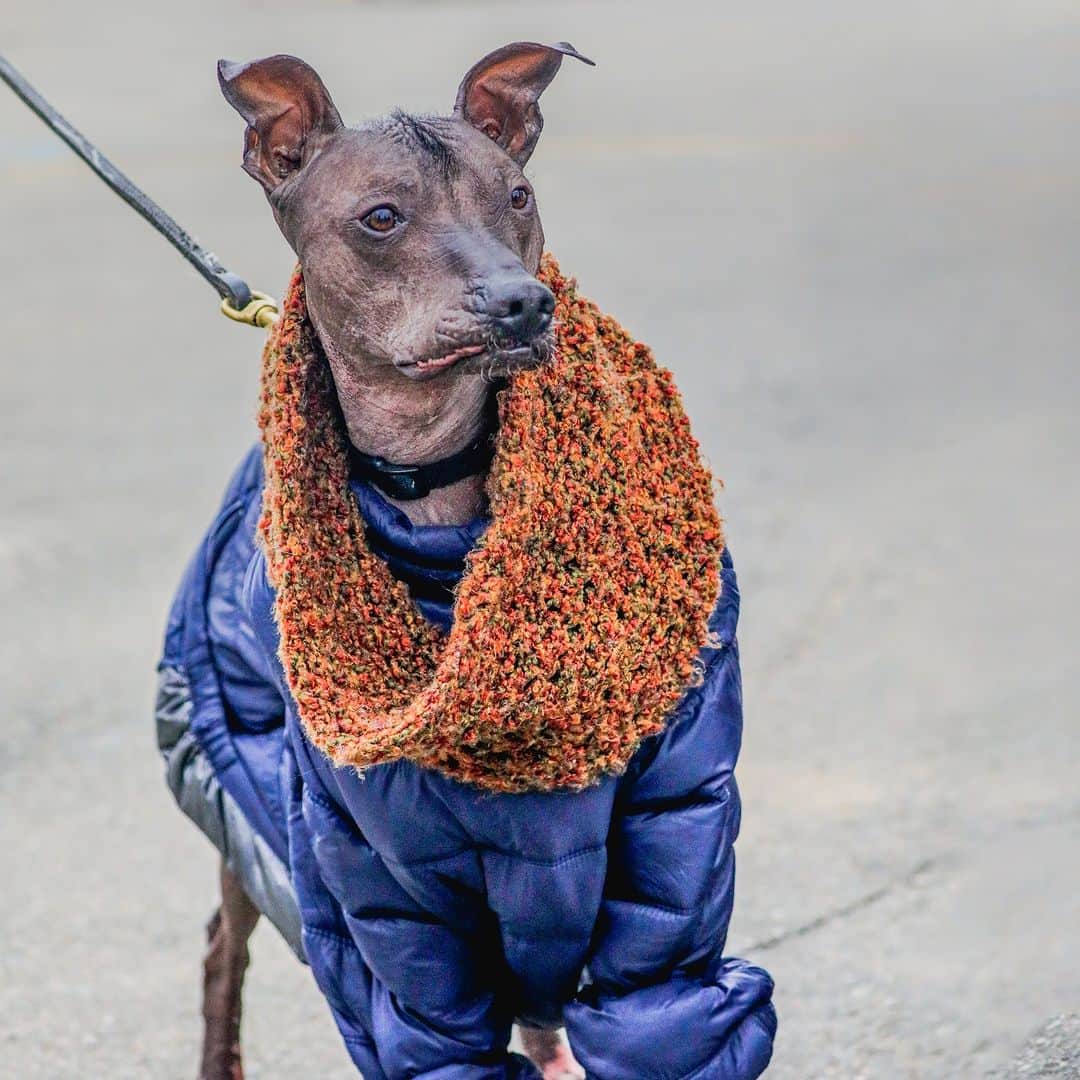 アニマルプラネットのインスタグラム：「It's time to start bundling up - especially for hairless pets like the #Xoloitzcuintle, or Mexican hairless dog!  #cozyvibes  #fallfashion  #dogoftheday」