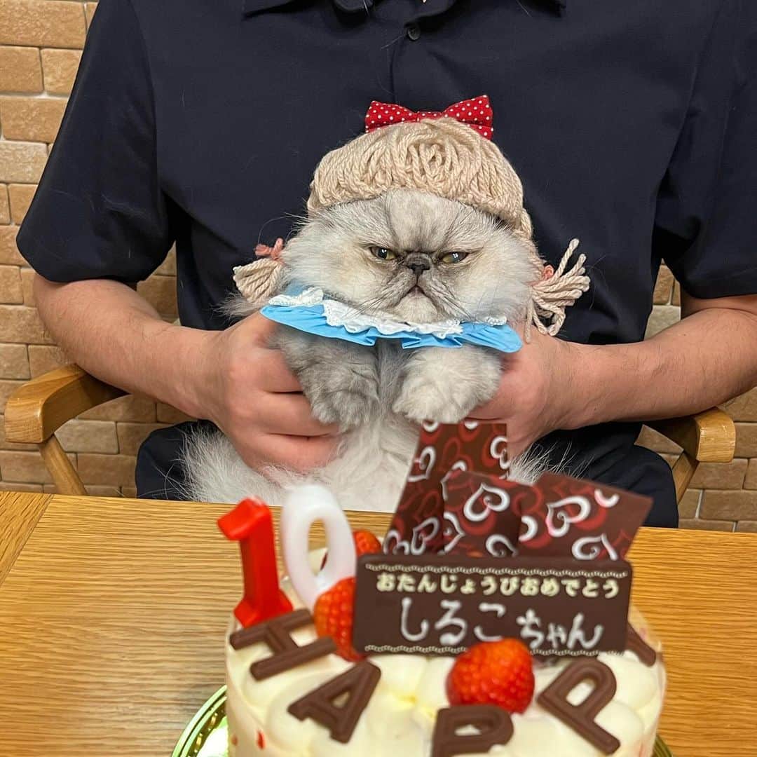 しるこさんのインスタグラム写真 - (しるこInstagram)「2023.10.17 #1017ちるちる   ちーるこちゃん10歳になりました🎂 #シブにゃん隊over10 の仲間入りです✨ 最近は1日中ずーーっと寝てばかりで歳とったなぁ…と思うこともあるけどまだまだ元気に長生きしてね🥰  #しるこのケーキと一緒シリーズ  #しるこ姫happy10thbirthday2023  お祝いありがとう❤️ @chiromin4828   おまけのういちゃんもお見せしたくて😂 顔デカいな🤣  #お誕生日おめでとう #祝10歳 #寅コレ」10月17日 22時14分 - shirukotan