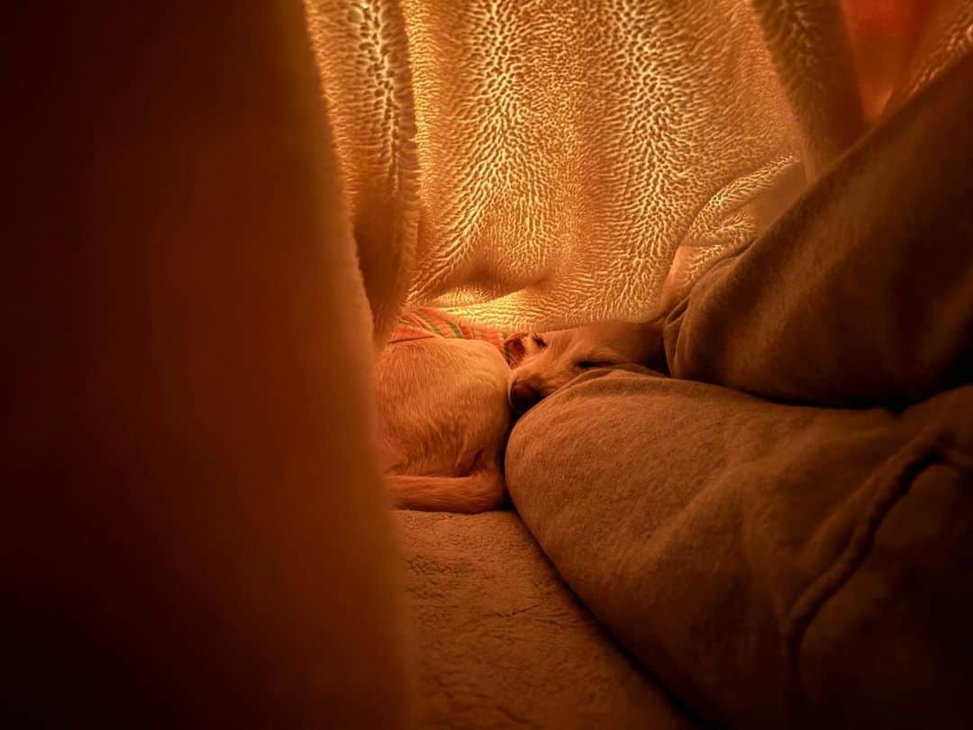 のインスタグラム：「....💤」