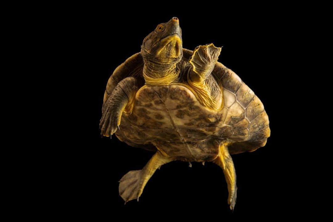 Joel Sartoreのインスタグラム：「Sometimes known as a Hicatee turtle, the Central American river turtle is a freshwater species that does its best to go unnoticed, remaining largely invisible to anyone who is unaware of its whereabouts and habits. Unfortunately, the meat of this turtle is considered a delicacy in several of the countries where it is found, and the eggs are also collected, which has led to a decline in numbers. In response, some governments have taken steps to protect these turtles, making hunting or collecting them illegal. Photo taken @okczoo.   #HicateeTurtleDay #turtle #freshwater #aquatic #endangeredspecies #hicatee #centralamerica #animal #reptile #photography #animalphotography #wildlifephotography #underwaterphotography #underwater #studioportrait #PhotoArk @insidenatgeo」
