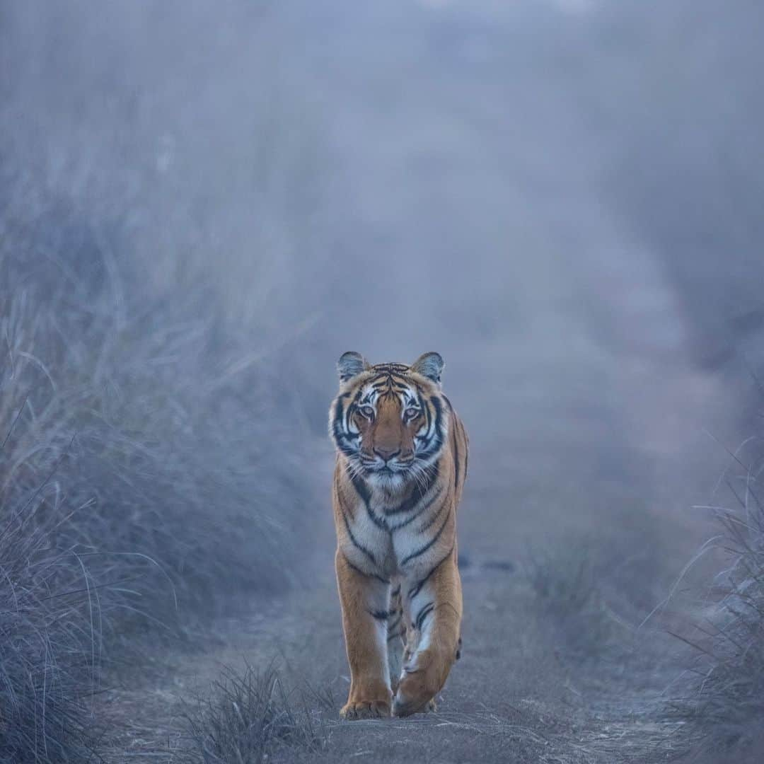 Discoveryさんのインスタグラム写真 - (DiscoveryInstagram)「Visions in the mist... 👀  This handsome young #tiger is the heartthrob of his territory in Uttarakhand, #India.  📷: @neeraj.bantia   #TigerTuesday #wildlife」10月17日 22時30分 - discovery