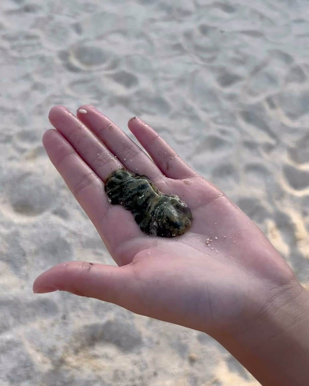 Liaのインスタグラム：「ナマコなのかなぁ？変な生物を海で見つけて来た娘。あら、気持ちが悪いけど興味深い🌊🏝️ #Cebu  #セブ島 #晴れ #ビーチリゾート #holidays」