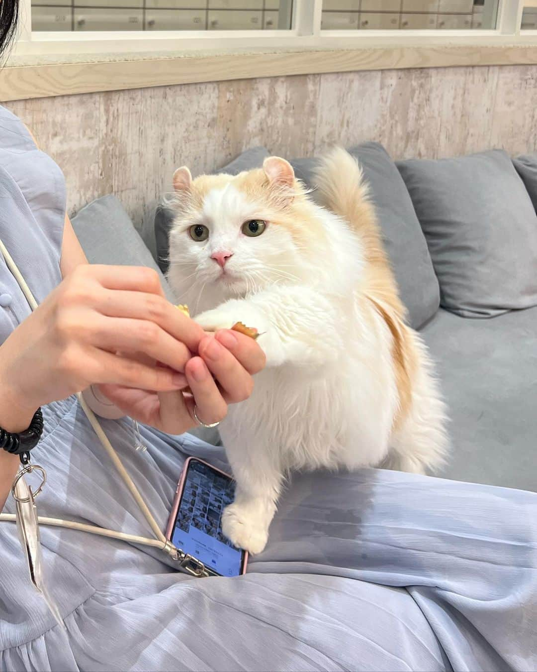 待鳥志織さんのインスタグラム写真 - (待鳥志織Instagram)「猫カフェ🐈☕️ 初めての猫ちゃん体験... 癒やしすぎた... #猫カフェ」10月17日 22時35分 - __.shiori_