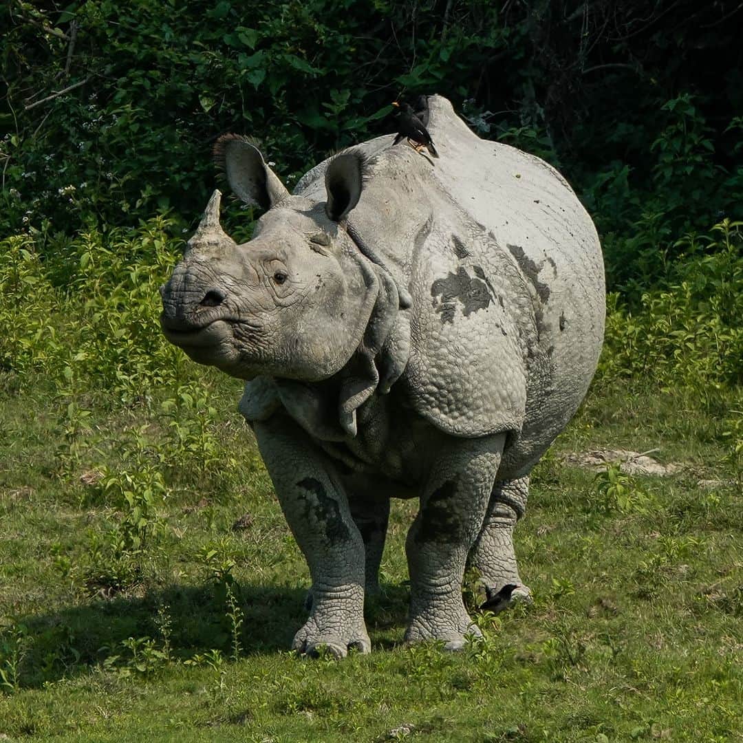 アメリカ自然史博物館のインスタグラム：「Meet the greater one-horned rhino (Rhinoceros unicornis). This mighty mammal can weigh as much as 6,000 lbs (2,721 kg)! It’s distinguished by its single horn, which can reach lengths of 25 in (63 cm). Despite its size, this herbivore can move quickly, charging at speeds of up to 25 mph (40 km/h). This semi-aquatic animal prefers to live near water and tends to inhabit swamps, riversides, and forests in parts of Asia, including Nepal and India.  Photo: rejoicegassah, CC BY 4.0, iNaturalist」