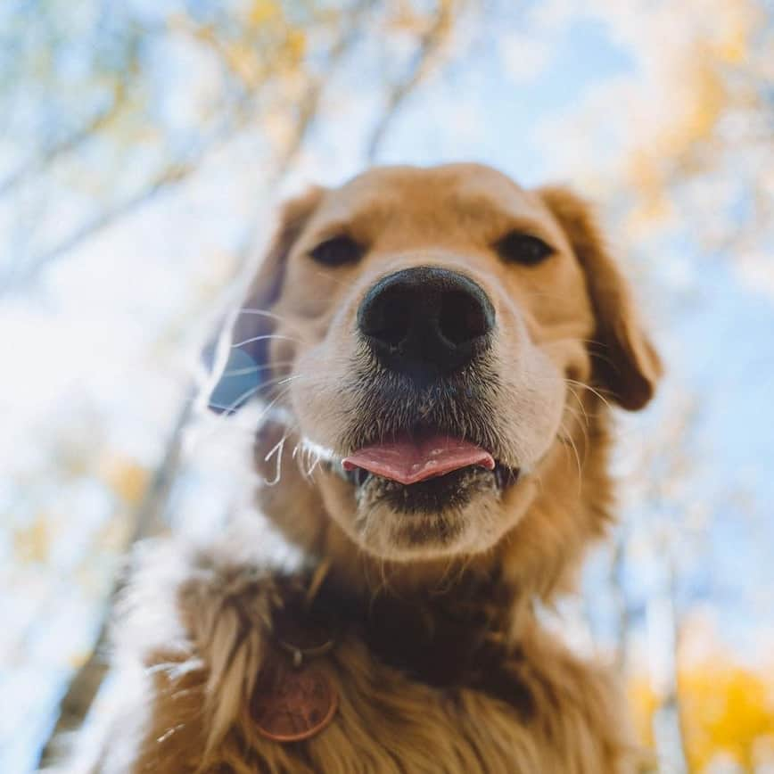 8crapさんのインスタグラム写真 - (8crapInstagram)「Hey there beautiful hooman 😛 - Hashtag #barkedtongueout on your doggo’s tongue out photos/videos and get a chance to be featured! - 📷 @wildontherun - #barked #tongueouttuesday #tot #👅 #😛 #dog #doggo #GoldenRetriever」10月17日 23時00分 - barked