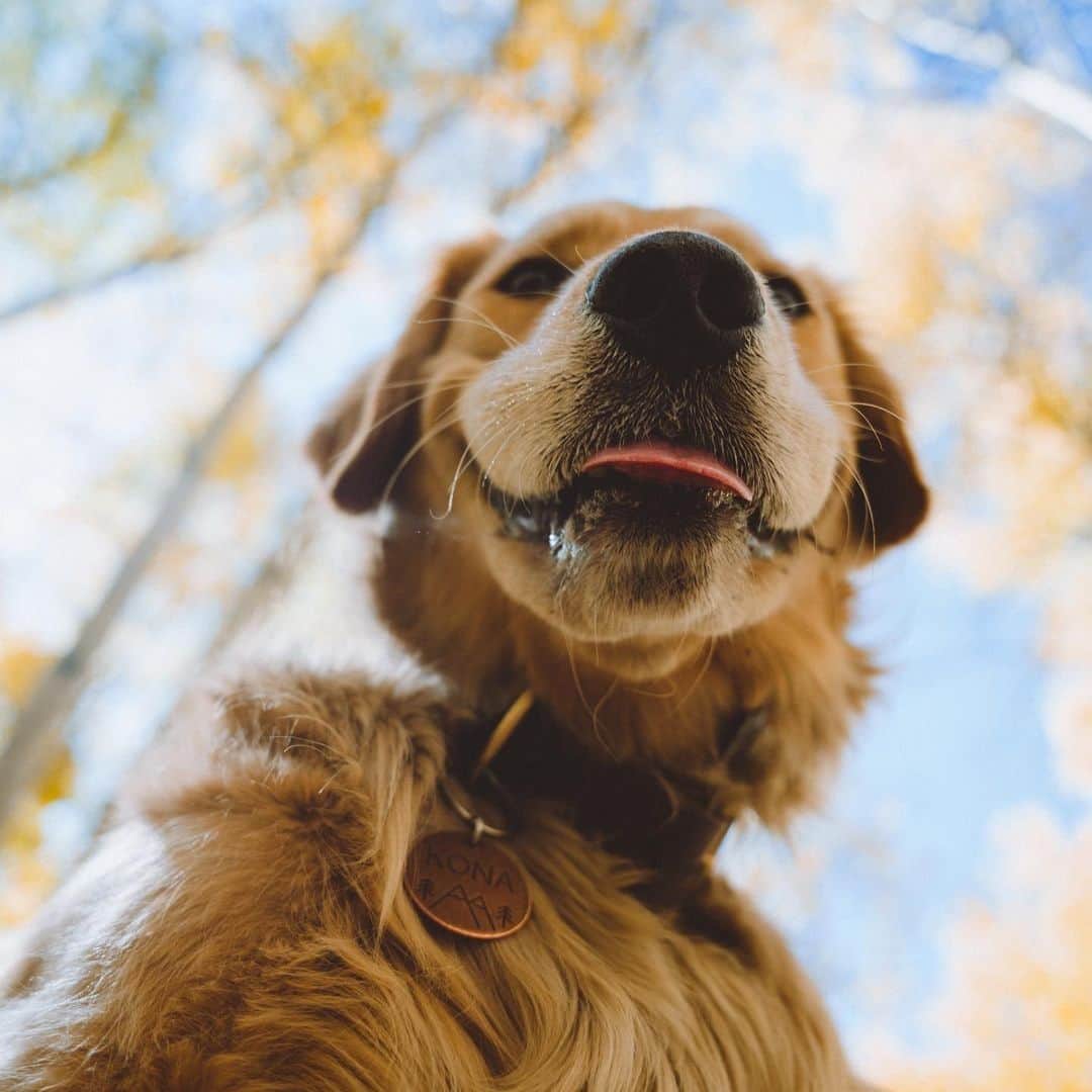 8crapさんのインスタグラム写真 - (8crapInstagram)「Hey there beautiful hooman 😛 - Hashtag #barkedtongueout on your doggo’s tongue out photos/videos and get a chance to be featured! - 📷 @wildontherun - #barked #tongueouttuesday #tot #👅 #😛 #dog #doggo #GoldenRetriever」10月17日 23時00分 - barked