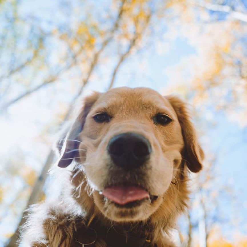 8crapのインスタグラム：「Hey there beautiful hooman 😛 - Hashtag #barkedtongueout on your doggo’s tongue out photos/videos and get a chance to be featured! - 📷 @wildontherun - #barked #tongueouttuesday #tot #👅 #😛 #dog #doggo #GoldenRetriever」
