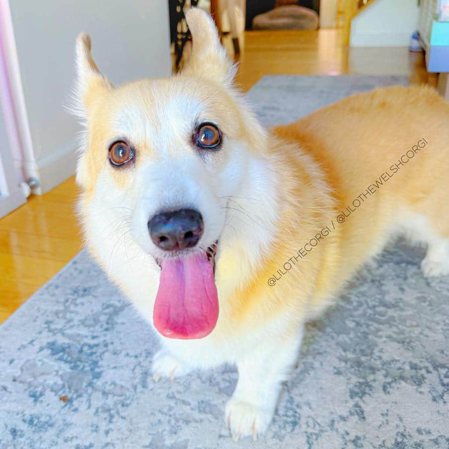 Liloのインスタグラム：「Expressing my Tuesday mood in the most ‘paw-sitive’ way! 😝 #TongueOutTuesday #Corgi   ⁣ . ⁣ .⁣ .⁣ .⁣ .⁣  #corgis #corgicommunity #corgiaddict #dogstagram #corgibutt #corgidog #corgilover #corgination #dog #corgidaily #corgipuppy #corgiworld #dogs #corgilife #pembrokewelshcorgi #corgigram #weeklyfluff #corgilovers #corgistagram #corgisofinstagram #corgilove #dogsofinstagram #corgiplanet #puppy #welshcorgi #corgi」