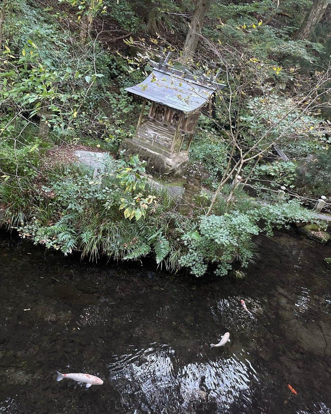 ＬＩＮＣＡさんのインスタグラム写真 - (ＬＩＮＣＡInstagram)「📍🇯🇵栃木県　塩原八幡宮 This is a shrine located in Shiobara City, Tochigi Prefecture.  私の大好きな塩原に また素敵なところを見つけたのでシェアするね🌙  車通りのある脇にこっそりあって入ったらもう まるでジブリのbgmでも流れてきそうな 神秘的な人気のない空間に 塩原八幡宮があって その奥に私の大好きな赤の鳥居のミニマム神社 綺麗な鯉も沢山いて  そして真ん中には大きな立派な木🌳  めちゃくちゃ良かった。  実は、趣味が神社やお寺巡りなので 皆さんのおすすめもあったら教えてください❤︎⛩  日本生まれ日本育ち全日本だけど 日本の素晴らしさに毎日感謝👼🏻🙏  #japan #japantravel  #japanphoto  #japanesegirl」10月17日 23時01分 - linstgram1217