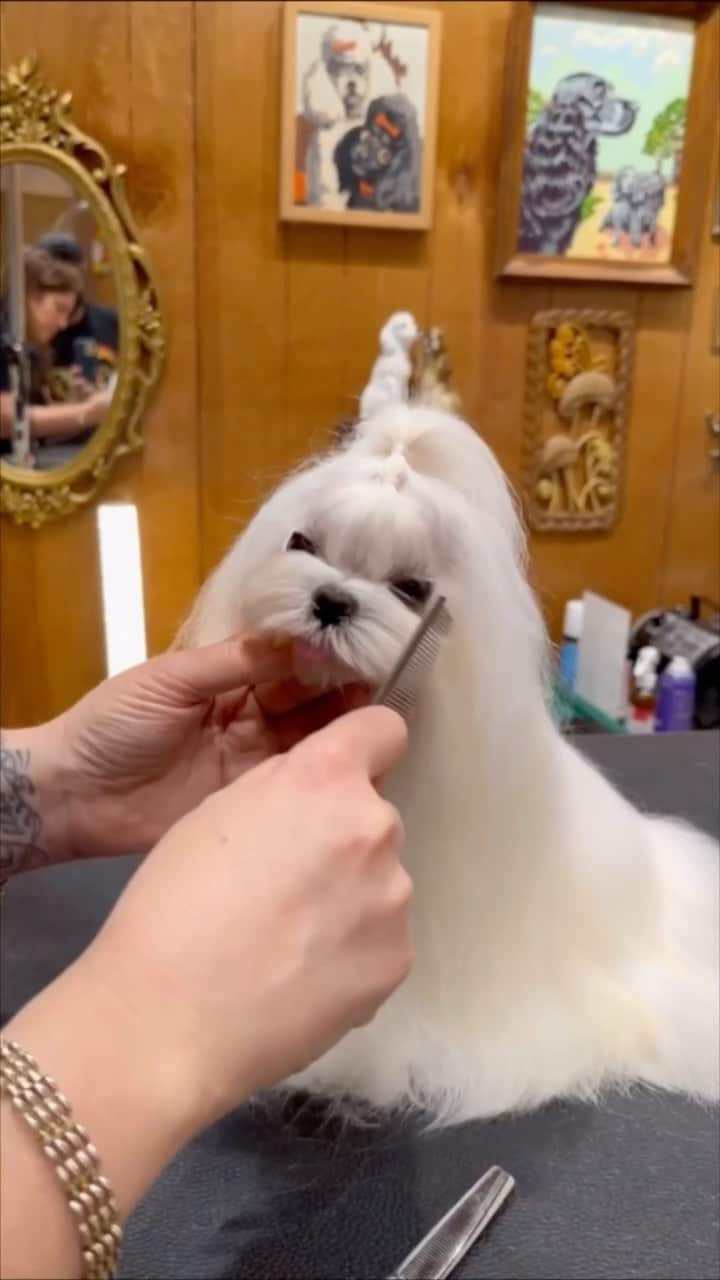 JessRonaGroomingのインスタグラム：「I learned a lot that day.   Like when a cat looks at you like it wants to stab you with its teeth, maybe don’t sweetly put it in a grooming bathtub… 🤷🏻‍♀️  Get your paws on my faces course for $100 off  Sale ends at midnight! 💫   #maltese #doggroomersofinstagram #jessronagrooming」