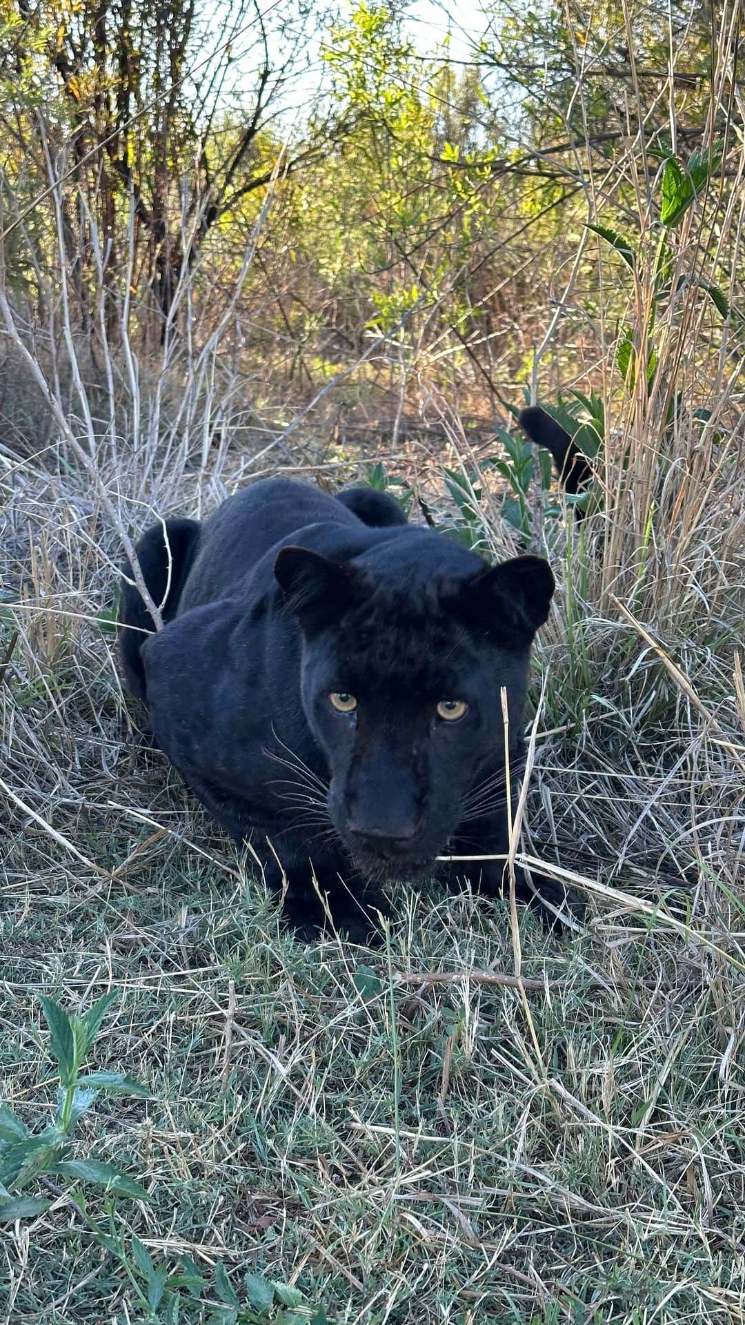 Kevin Richardson LionWhisperer のインスタグラム：「Following this guy is never boring. He doesn’t miss anything. What he sees, hears and smells is simply next level. Not sure whose life is enriched more on these excursions.  #blackpanther #blackleopard #leopard #leopardlife #enrichment」