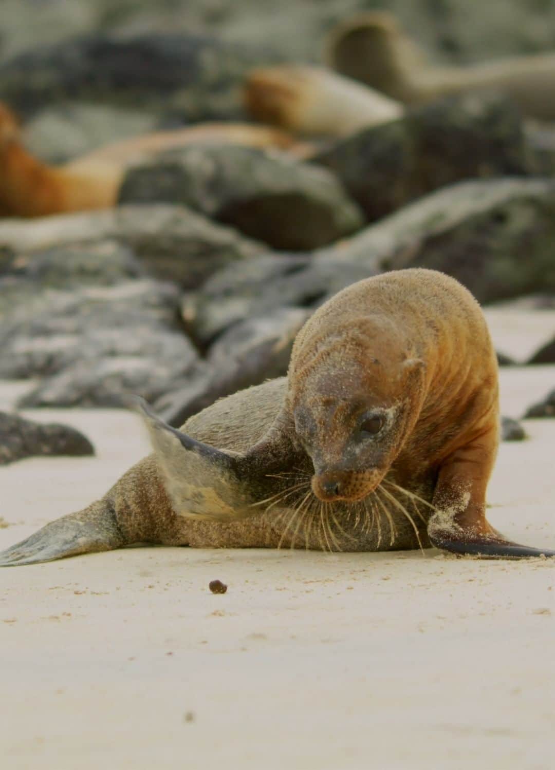 ナショナルジオグラフィックのインスタグラム：「Video by @bertiegregory | That time a Galapagos sea lion pup learned to play football and got very confused! There’s never a dull moment watching these pups exploring their world while the adults are out hunting. Filmed for "Animals Up Close," now streaming on @disneyplus.  #AnimalsUpClose」