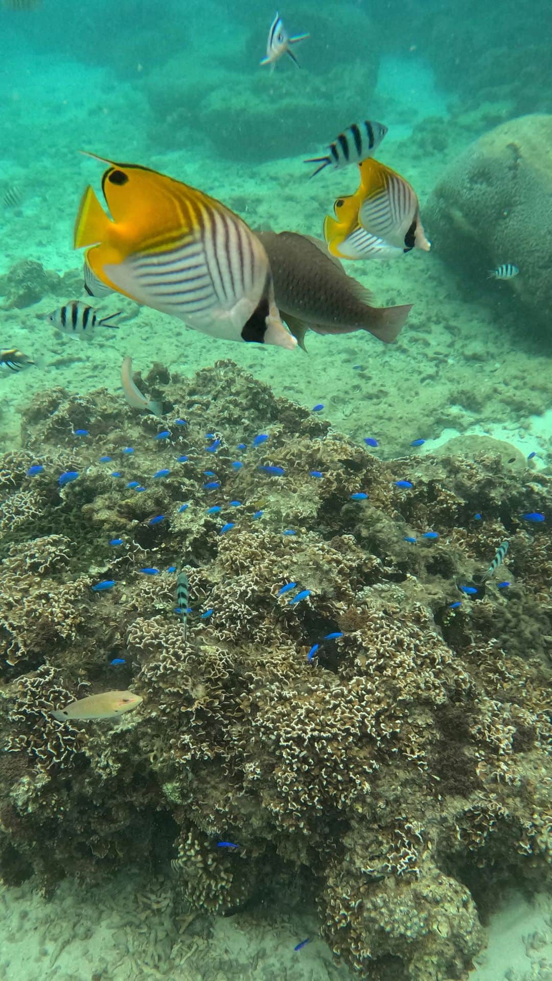 高里絵理奈のインスタグラム：「. シュノーケル🤿 癒しの映像をおすそ分け🐠🐠🐠 この日は少し曇りの天気だったのですが それでも この美しさ🥹🫶 　  　 #シュノーケル#海 #沖縄#真栄田岬#恩納村#beach51#ザネー浜 #沖縄旅行#沖縄観光 #erina_okinawa」