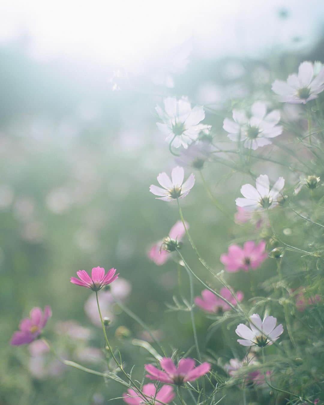 haru wagnusさんのインスタグラム写真 - (haru wagnusInstagram)「#wagnus_cosmo_cosmos   Lens : 1949 Carlzeiss Opton Sonnar 50mm F1.5 T  #optonsonnar50mm15  #cosmos #コスモス #ザ花部」10月17日 23時27分 - wagnus