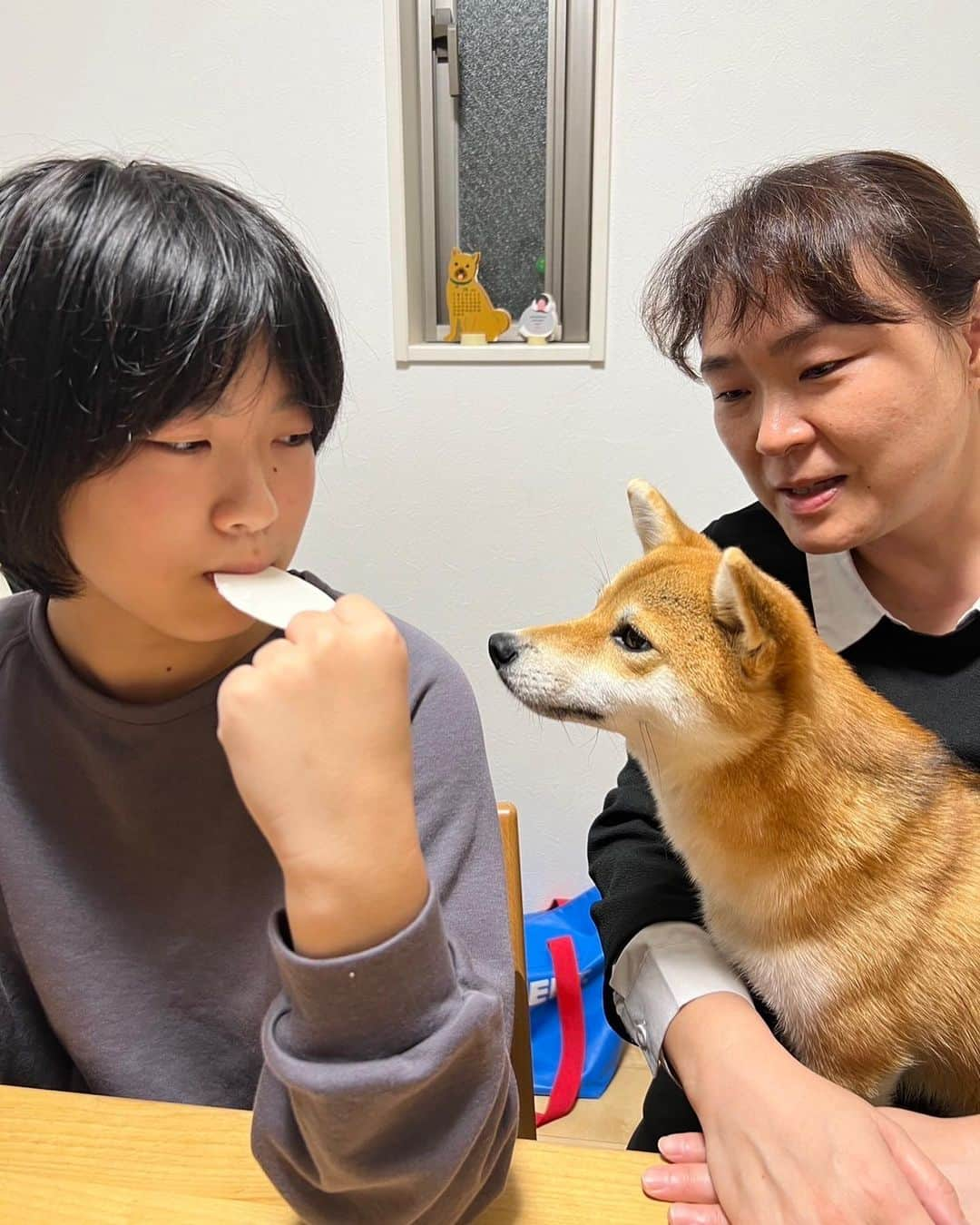 久保田磨希さんのインスタグラム写真 - (久保田磨希Instagram)「熱視線🐕 夜遅くにですが、ケーキ食べました。 #久保田磨希 #お誕生日 #12歳 #熱視線」10月17日 23時49分 - maki_kubota1973