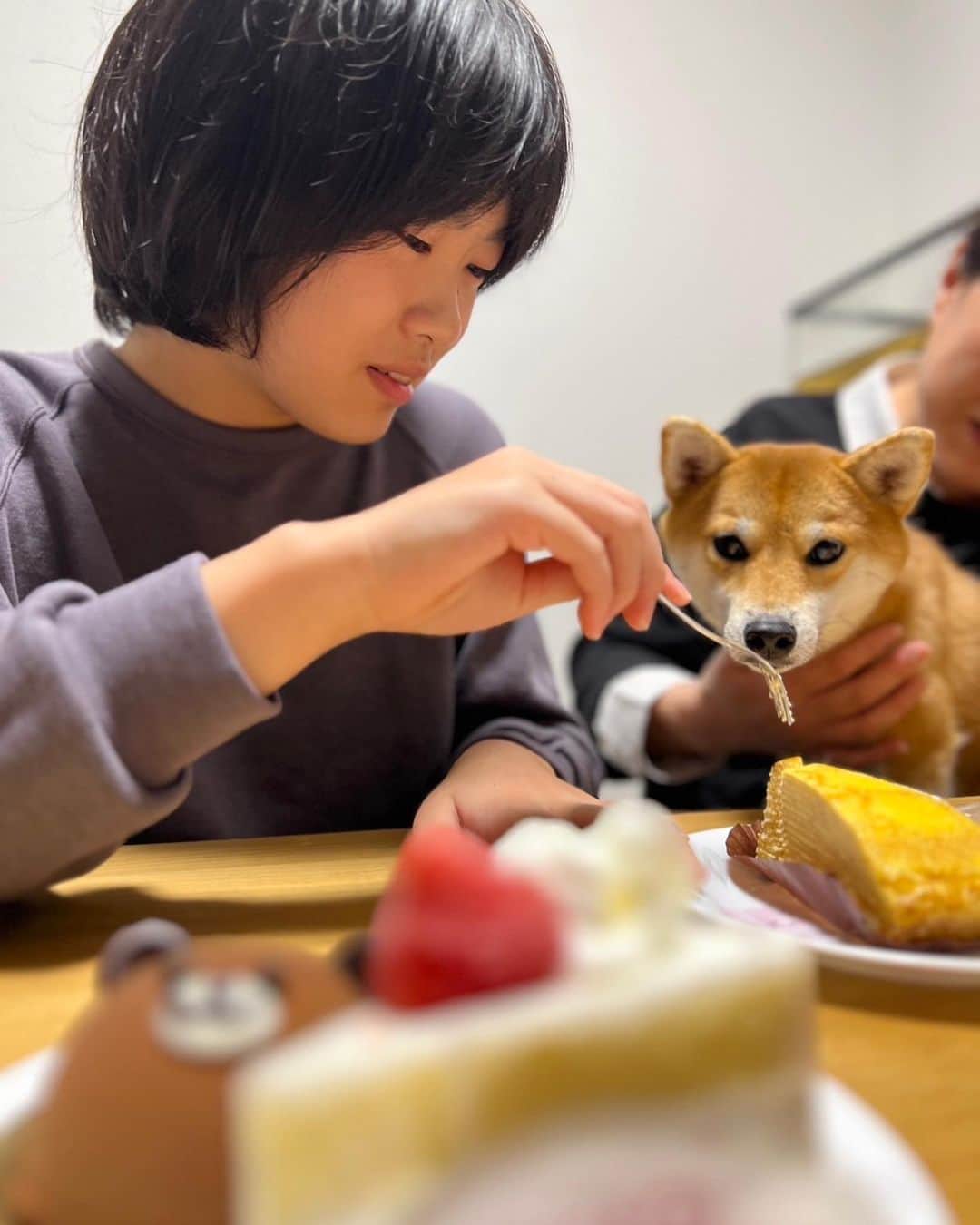 久保田磨希のインスタグラム：「熱視線🐕 夜遅くにですが、ケーキ食べました。 #久保田磨希 #お誕生日 #12歳 #熱視線」